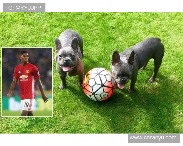 狗子足球明星盘点有哪些值得关注的球员和他们的精彩表现